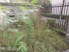 好安逸,李家沱,联排别墅,送花园,价格不贵