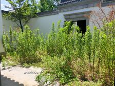 璟雲里 中式园林别墅 高墙大院!