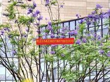 提包入住 轻轨站 精装房 了,龙湖天街旁148万起!少2W