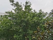 朵力7号2室2厅1卫南朝向33.8万元/套出售