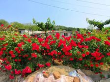 独门独院房子300多平土地0多平精装带水井可过户可翻盖