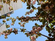 恒温、恒湿、恒氧 朗诗·熙悦春秋 市中心实景现房 三恒科技?