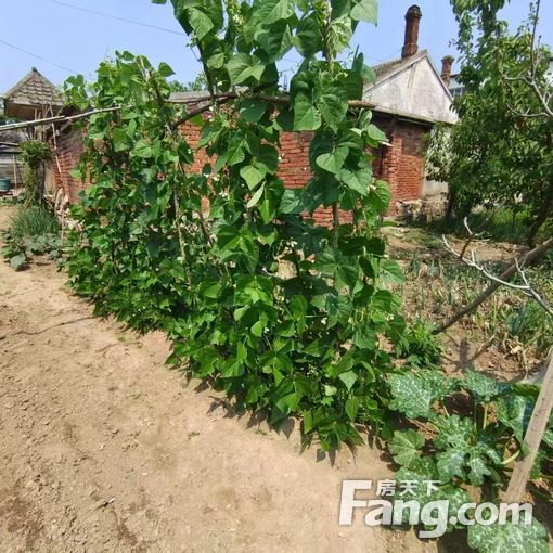 独门独院出行方便土地使用约500平带院子带菜园地势平坦采光好