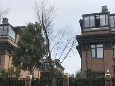 红醍半岛中套别墅+蕞便宜的一套+花园200平+税费低+随时看
