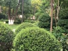 (业主)白云新城 中海云麓公馆 南向高层望白云山 带车位