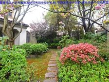 罕见S12户型6开间朝南不靠路占地2亩半:玫瑰园