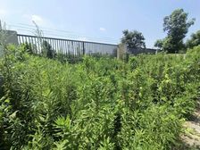 全华侨城蕞好的别墅 东端户带200平大院子 已改造好莱电咨询