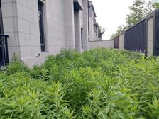 绿地朱家角1号 176平4居 南向毛坯