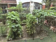 合生城邦三期联排别墅 直降100万 急售 急售