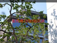 唐岛湾 墅区大平层 经典四居 地铁双公园 近地铁