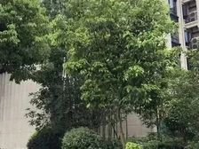 同济晶萃(公寓住宅)采光好婚房装修全明格局