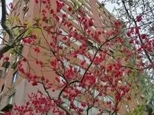 西城区,二环内,带电梯,正规一居室,非复式