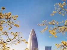 全新豪装未住过|华润深圳湾悦府|361平高楼层海景大平面