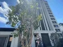 中国府 刚,刚 出来一套210平 精装准现房 我成交过知低价