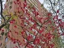 西城区,二环内,带电梯,正规一居室,非复式