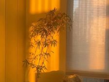 快刀手,小樊带您看,宝华源墅 178平4居 南向精装修