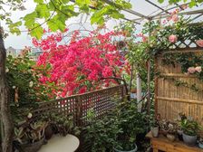外跃步梯带花园有青羊试验雪区花园漂亮四季如春诚心出售