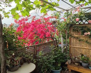 外跃步梯带花园有青羊试验雪区花园漂亮四季如春诚心出售